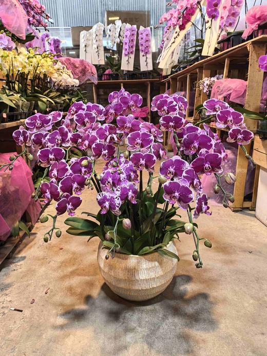 蝴蝶兰美少女12支YX 商品图3