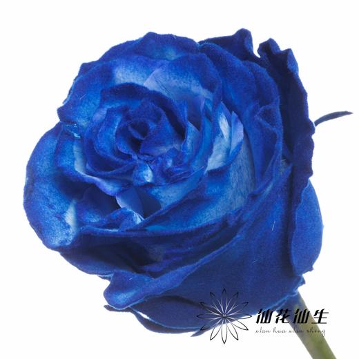 逸禾染色单头玫瑰 | 克莱因梦境【国产染色，可能染色不均匀 介意慎拍】 商品图2
