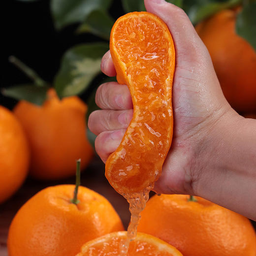 四川新鲜春见耙耙柑5斤装现摘现发香甜多汁 商品图3