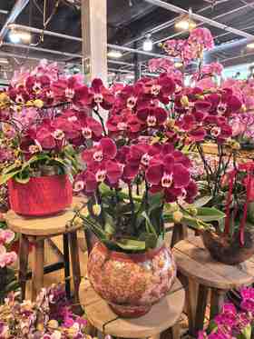 蝴蝶兰幻影8支造型YX