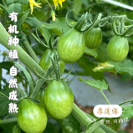 露天云南有机小番茄（露天有机种植，部分小番茄外观可能有疤痕，介意勿拍） 商品图6