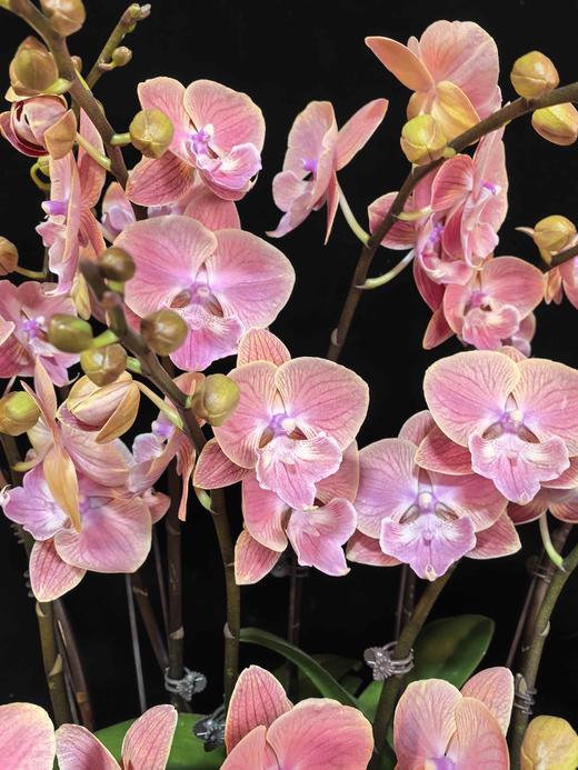 蝴蝶兰唯美15支 商品图2