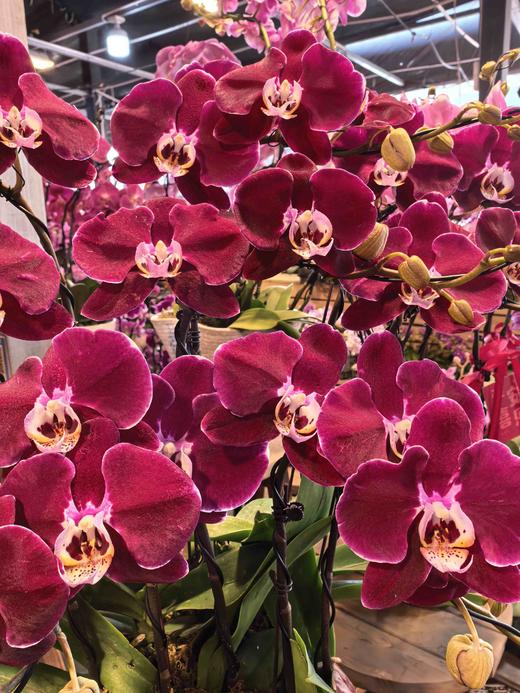 蝴蝶兰幻影8支造型YX 商品图1