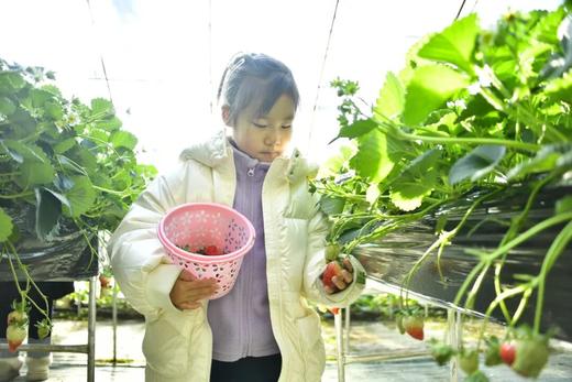 79.9元抢鲜！田园亲子通票：摘草莓+捡鸡蛋/抓猪体验+喂萌宠+逛多肉＋滑冰，周末遛娃一站搞定！ 商品图2