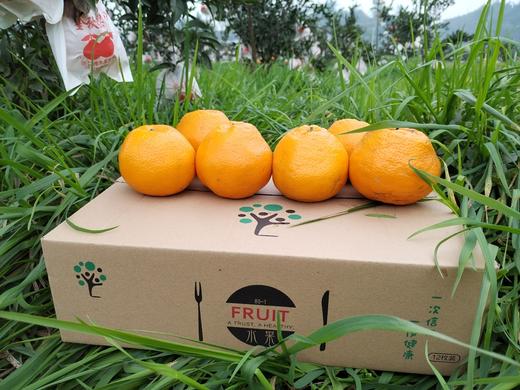 生态大雅耙耙柑   产地：四川 【基地直发】 商品图4