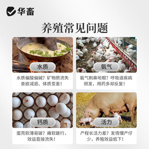 华畜 石头蛋 蛋多蛋大硬度高品质好 商品图3