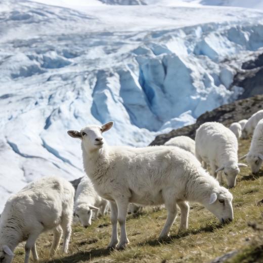 疯抢中！！顺丰直发【甘肃·冰川羊肉切块】精选5-8个月羔羊 肉质鲜嫩多汁 好吃无膻味 1500g±/袋 商品图3