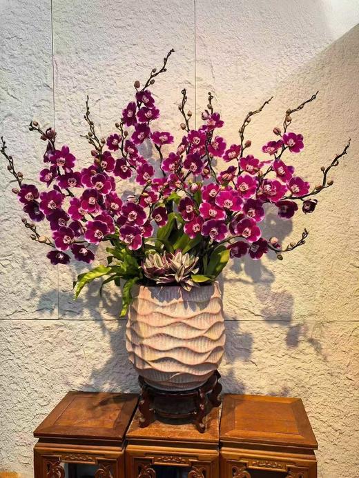 年宵豪华高端定制蝴蝶兰盆栽造型五星上将16支 商品图0