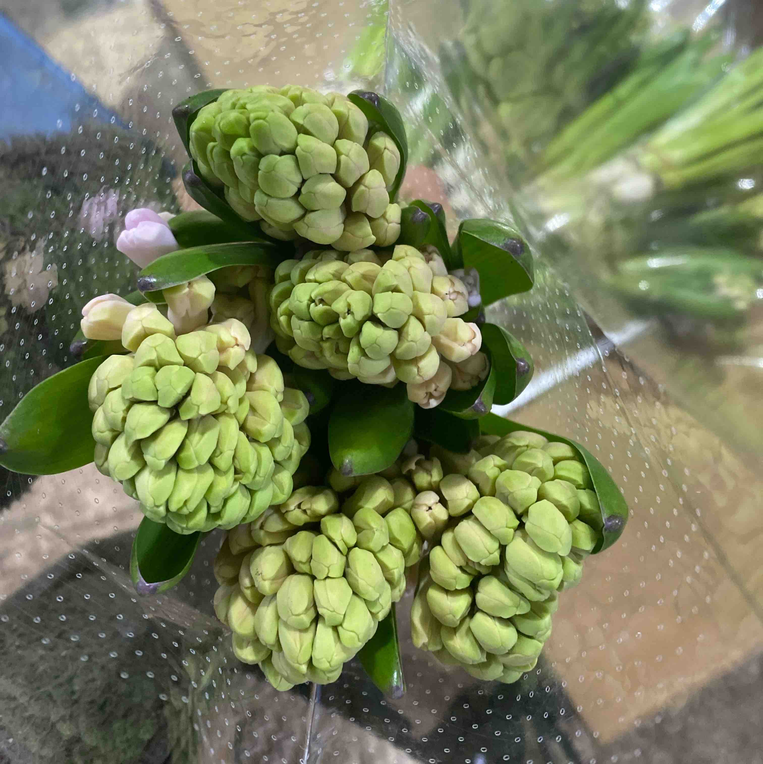 配花-风信子-粉色