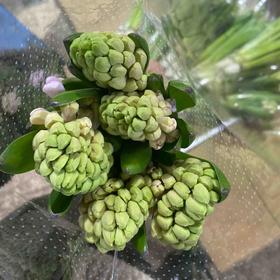 配花-风信子-粉色