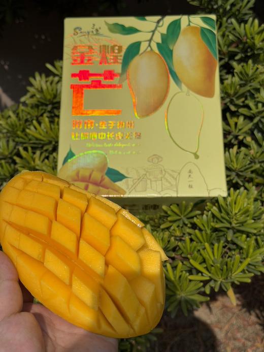 海南金煌芒【ABDY1】 商品图0