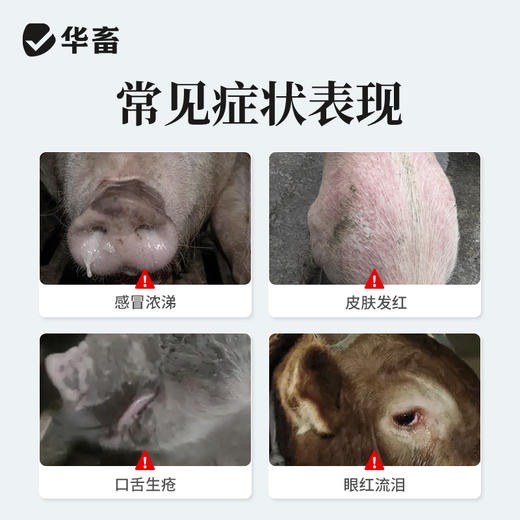 【积分兑换】双黄连可溶性粉100g 清热解毒 感冒浓涕皮肤发红 畜禽通用 商品图1