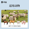 华畜 兽用维生素C注射液 高含量 发热转群应激长期瘦弱用  针剂猪药牛羊药 商品缩略图2
