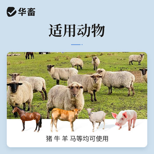 华畜 兽用维生素C注射液 高含量 发热转群应激长期瘦弱用  针剂猪药牛羊药 商品图2