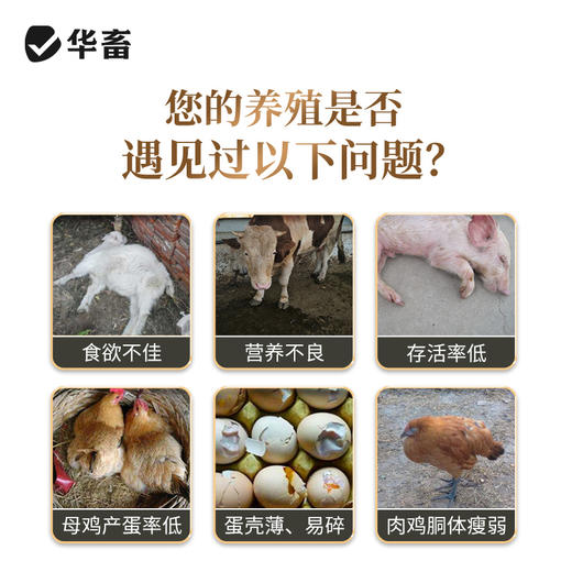 华畜兽用小苏打 中和胃酸健胃增产 猪鸡牛羊通用 商品图1