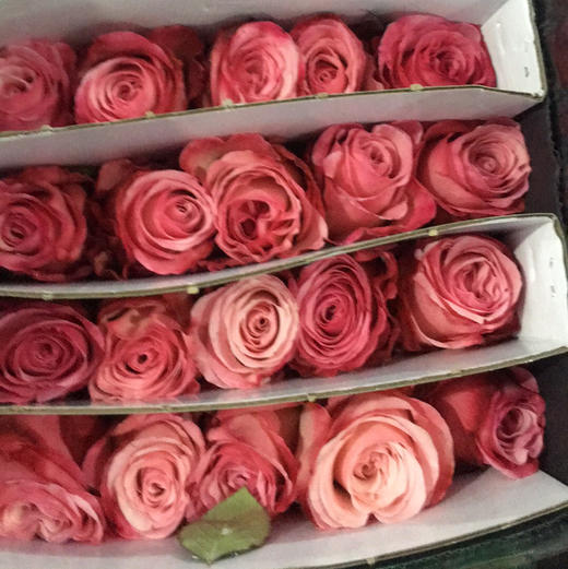 玫瑰.和弦 商品图2