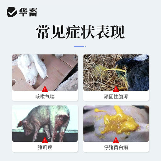 华畜恩诺沙星注射液10ml*10支 拉稀痢疾黄白痢肺炎咳喘 猪牛羊用 商品图1