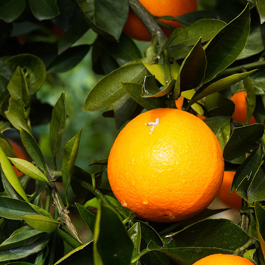 【橙中贵族】秭归中华红橙 5斤装 汁多肉嫩 酸甜可口 源自中国脐橙之乡 顺丰直发 商品图9