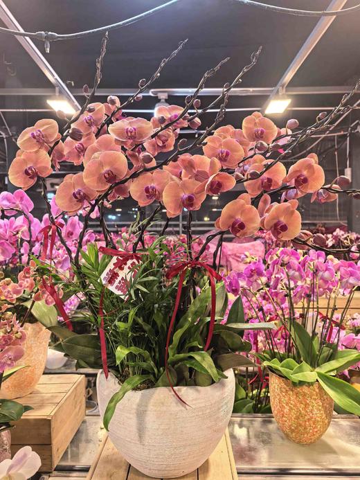 高端定制蝴蝶兰盆栽欣欣向荣8支 商品图1