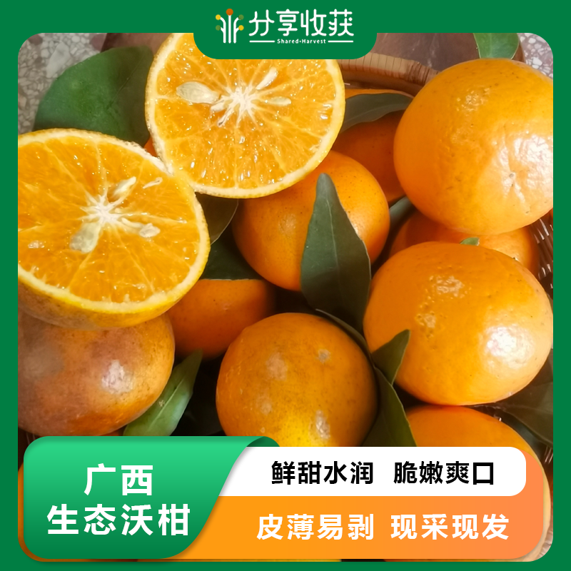 广西生态沃柑 | 基地直发* Ecological Orah
