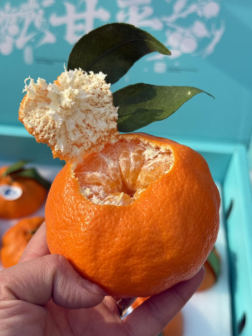 特级超大甘平柑橘 商品图2