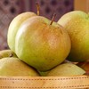 【新鲜采摘❗️鲜嫩清甜】山西玉露香梨水果果园直发10斤现摘梨子水果酥新鲜水果。jc 商品缩略图0