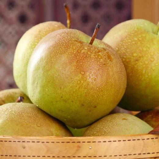 【新鲜采摘❗️鲜嫩清甜】山西玉露香梨水果果园直发10斤现摘梨子水果酥新鲜水果。jc 商品图0
