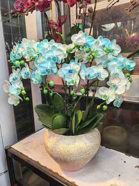 马卡龙小蝴蝶兰蓝色10支GH