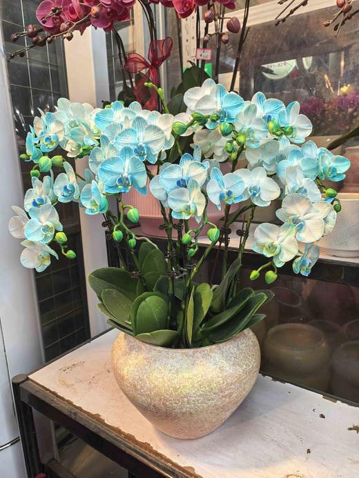 马卡龙小蝴蝶兰蓝色10支GH 商品图0