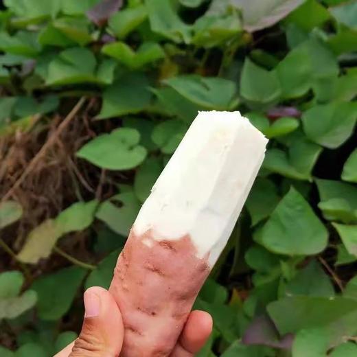 【软糯香甜❗️老少皆宜】山东白哈密白薯面甜红薯番薯蒸烤白薯蜜薯地瓜蜜薯现挖粗粮代餐。jc 商品图3