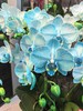 马卡龙小蝴蝶兰蓝色10支GH 商品缩略图1