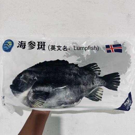 生鲜海鲜【冰岛海参斑】 一条鱼约2-3斤，去鳞、去鳃、去脏，免洗，只有一根软骨 青岛顺丰/京东发货 {冷冻生鲜请及时签收} 商品图5