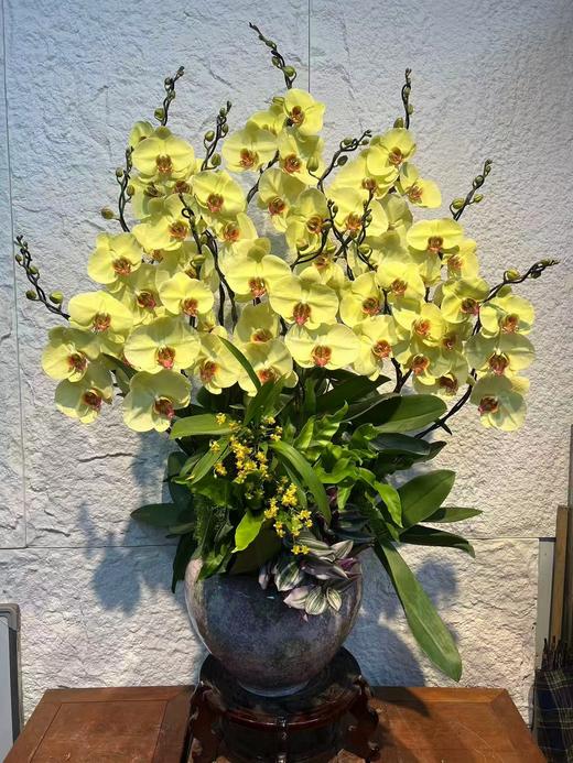 高端蝴蝶兰2194黄色蝴蝶兰12支新品 商品图0