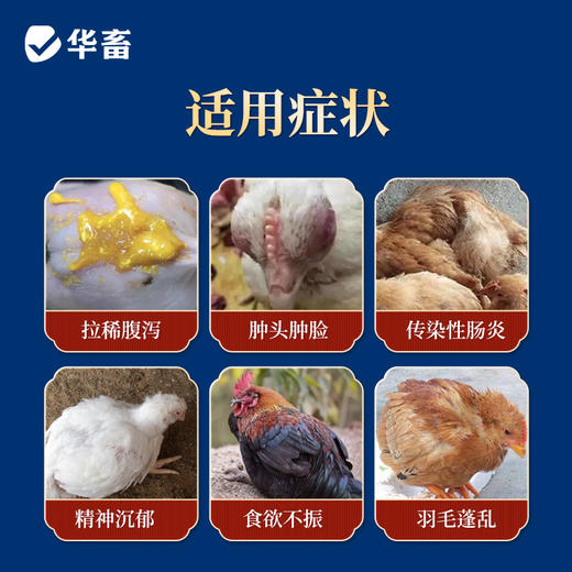 华畜四黄止痢颗粒 清热泻火湿热止痢 严选中药材吸收快 禽畜通用 商品图1