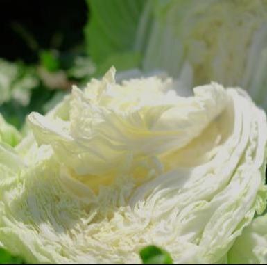 丨有机丨青岛胶州大白菜 生食甘甜清脆 熟食风味甘美  地理标志 商品图4