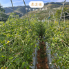 有机露天小番茄||750g/1500g(云南楚雄  厚道缘农场) 商品缩略图4