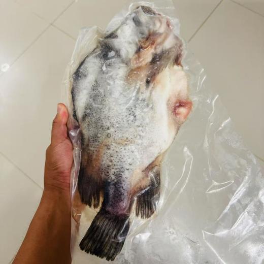 生鲜海鲜【冰岛海参斑】 一条鱼约2-3斤，去鳞、去鳃、去脏，免洗，只有一根软骨 青岛顺丰/京东发货 {冷冻生鲜请及时签收} 商品图4