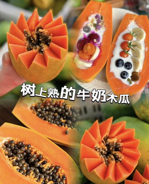 海南树上熟木瓜【ABDY1】 商品图0