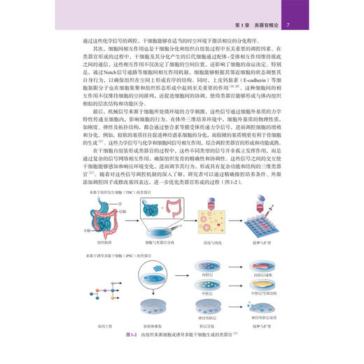 类器官生物学 王韫芳 全书以干细胞自组装为核心原理 解析脑心脏肝肠道等20余种类器官模型的构建策略与功能评价体系 科学出版社 商品图4