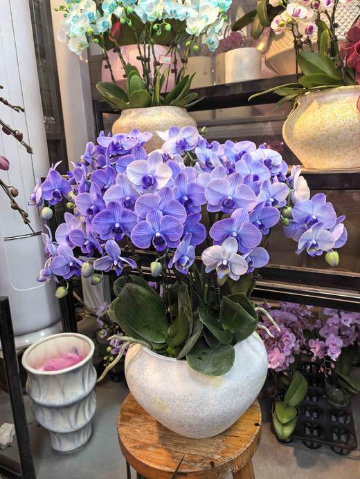 马卡龙小蝴蝶兰紫色10支GH 商品图2