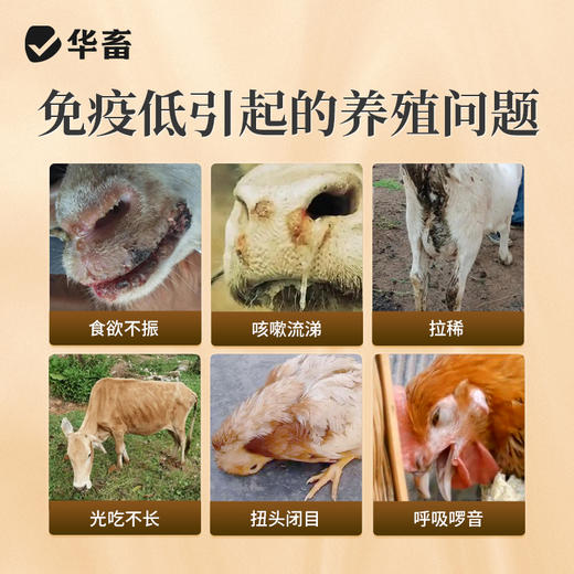 黄芪酵母粉20斤 益气固本补营养促吸收 商品图1