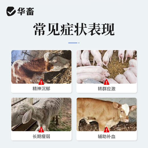 华畜 兽用维生素C注射液 高含量 发热转群应激长期瘦弱用  针剂猪药牛羊药 商品图1