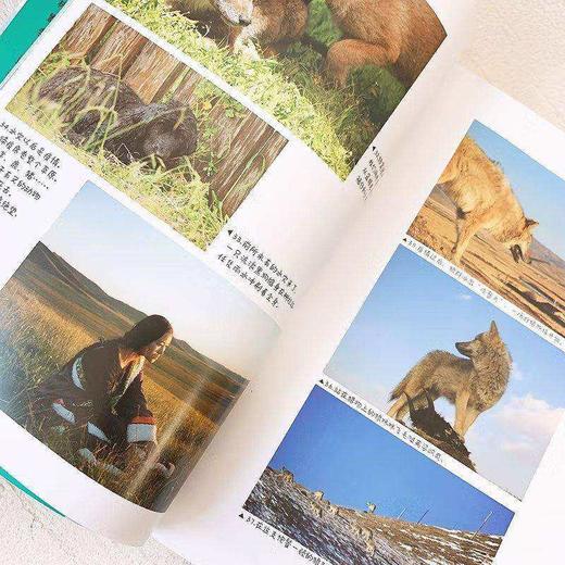 让我陪你重返狼群+千里寻你重返狼群（2册套装）印签版｜ 豆瓣9.4分，纪录片重返狼群原著！看哭千万网【5-7天发货】 商品图1