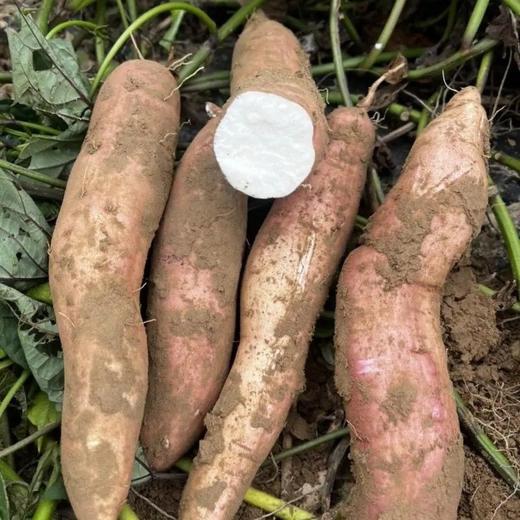 【软糯香甜❗️老少皆宜】山东白哈密白薯面甜红薯番薯蒸烤白薯蜜薯地瓜蜜薯现挖粗粮代餐。jc 商品图1