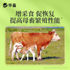 华畜母猪催奶下奶牛羊兽用奶多多饲料添加剂母畜产后催乳增奶霸王 商品缩略图3