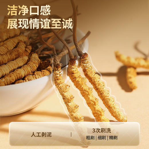 【正宗同仁堂品牌】北京同仁堂  青源堂   冻干冬虫夏草-40/5克/20根  高营养高品质 SY 商品图4