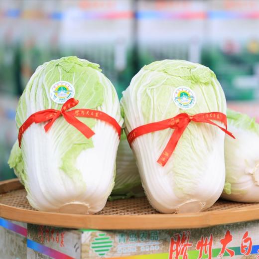 丨有机丨青岛胶州大白菜 生食甘甜清脆 熟食风味甘美  地理标志 商品图0