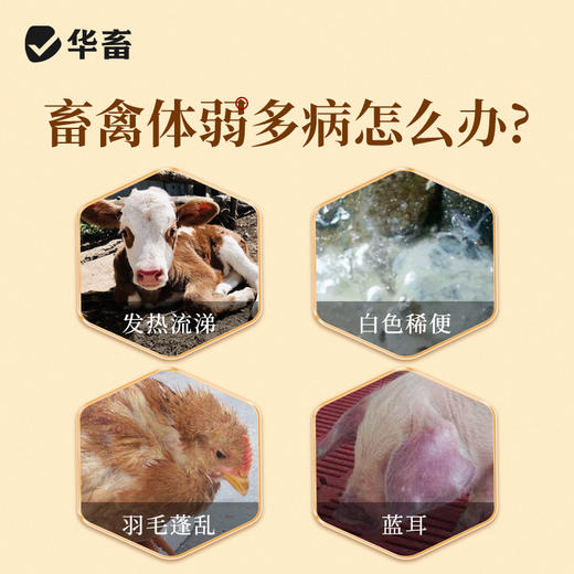 华畜扶正本草纲4斤装 扶正祛邪 清热解毒 畜禽感冒 商品图1