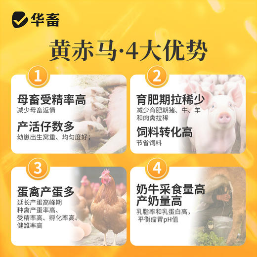 华畜 黄赤马 不含蒙脱石 专项分解酶 生物降解菌 商品图3
