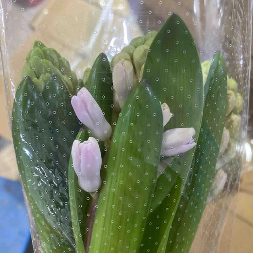 配花-风信子-粉色 商品图1